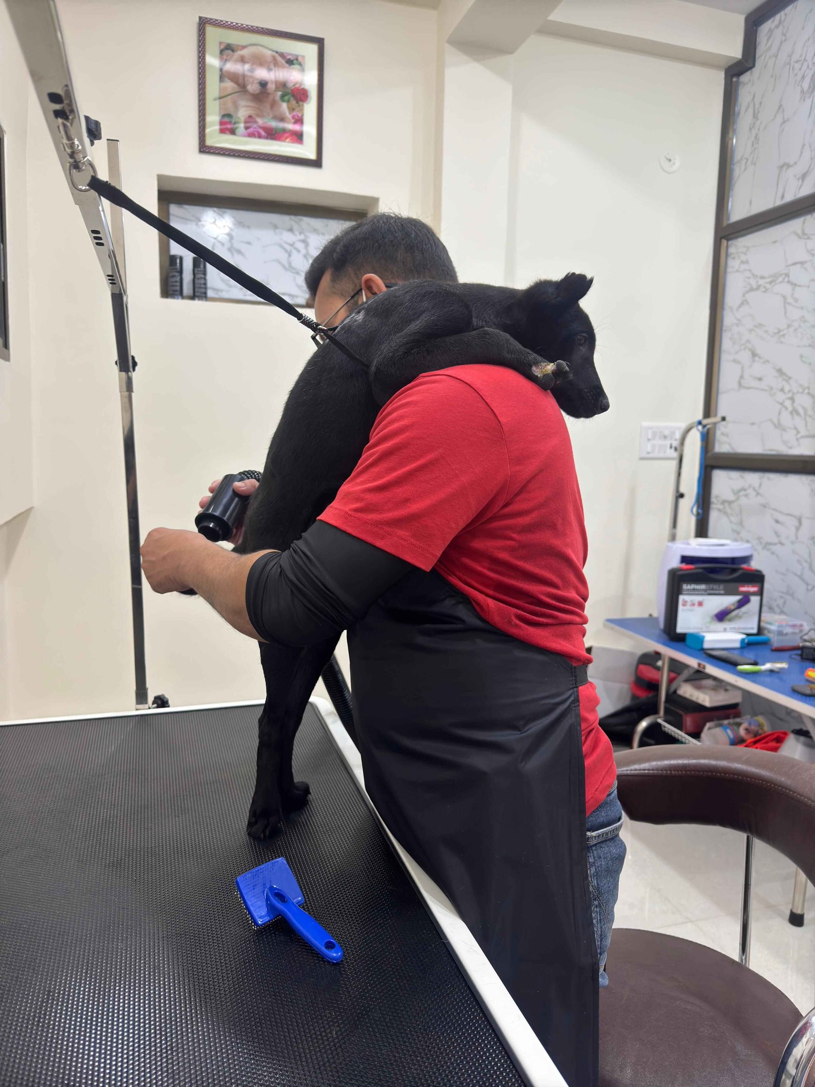 Indie dog being groomed