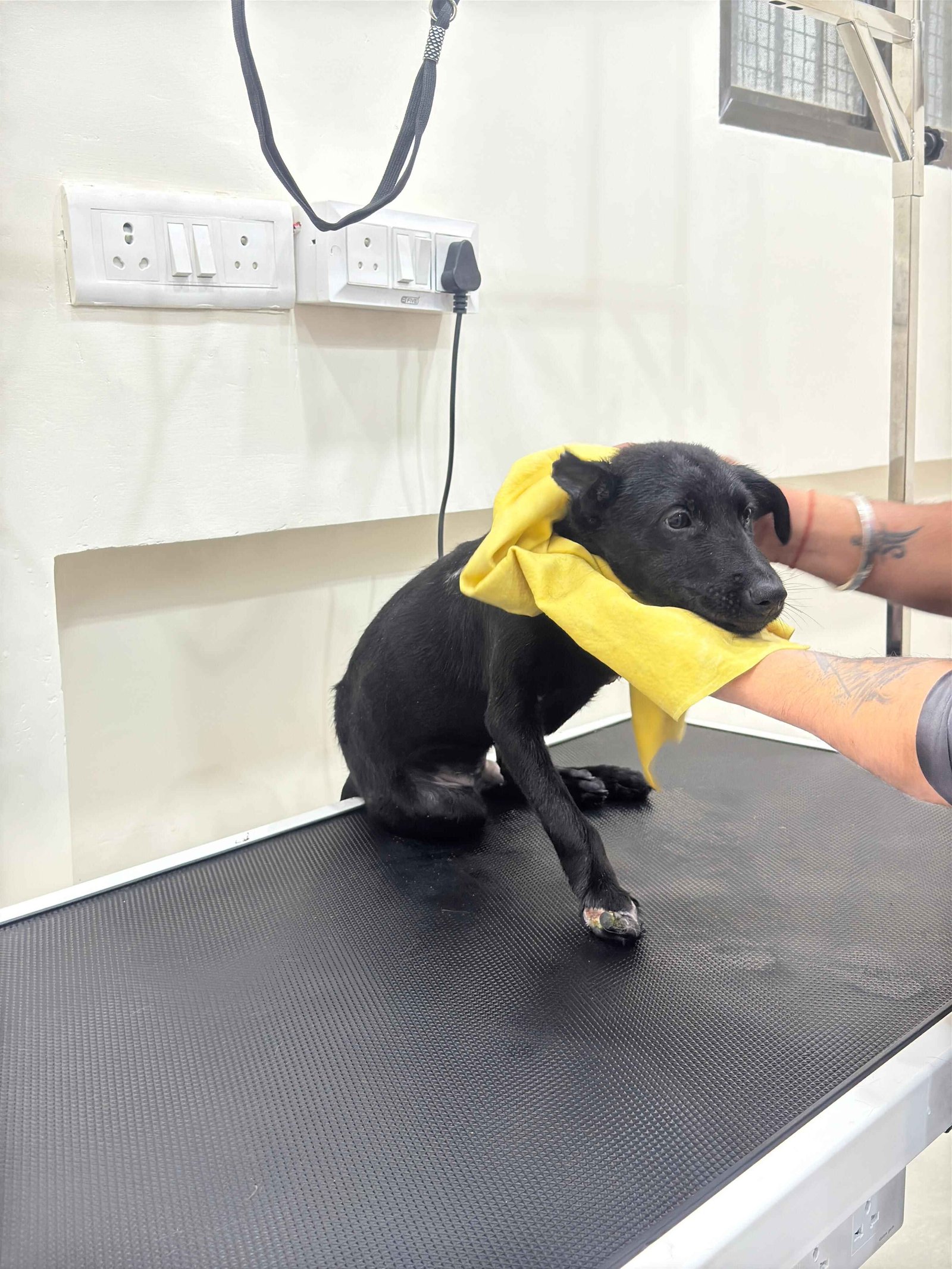 Indie dog being groomed