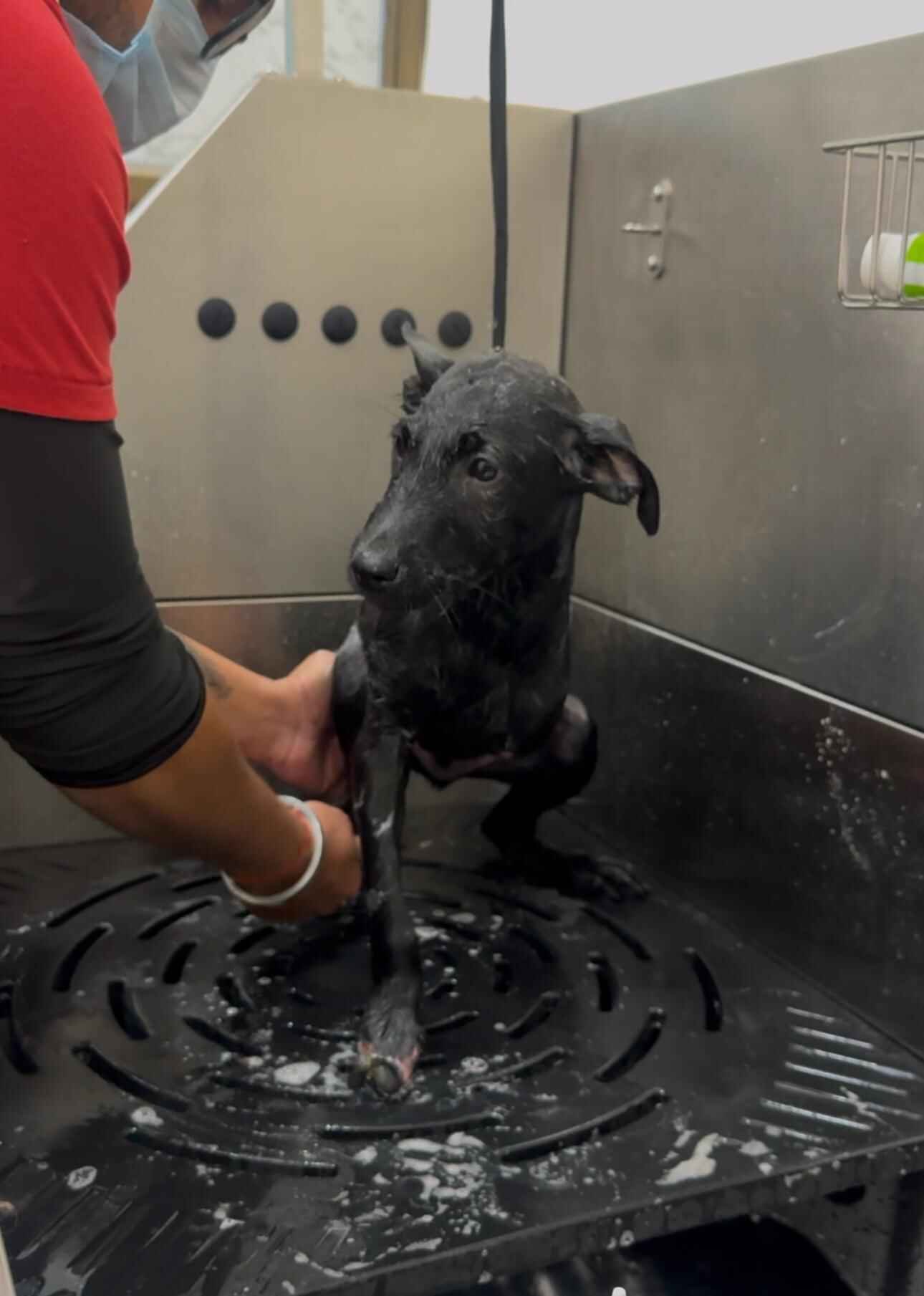 Indie dog being groomed