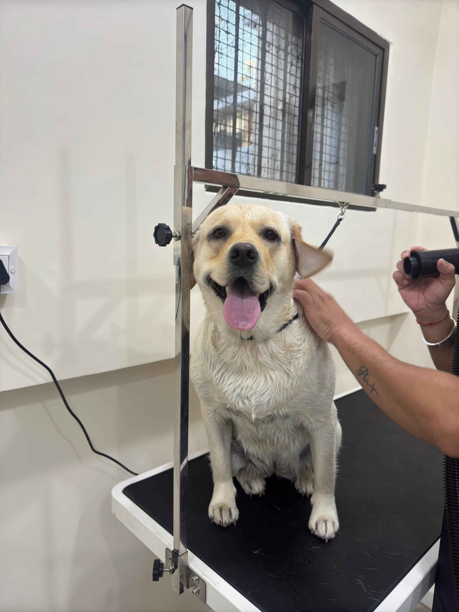 Labrador Retriever dog being groomed