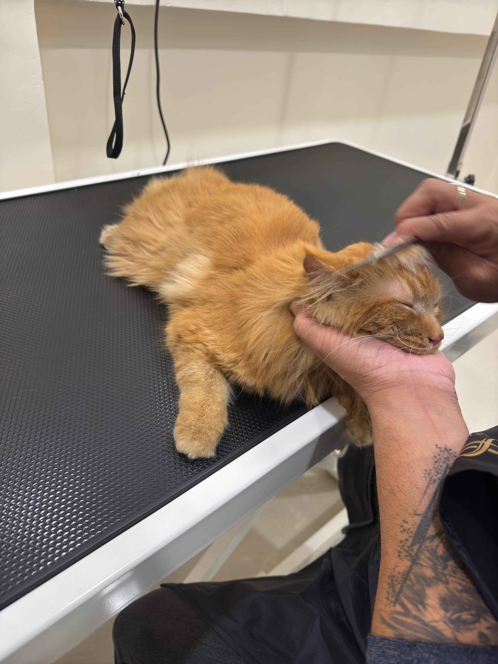 Persian cat being groomed