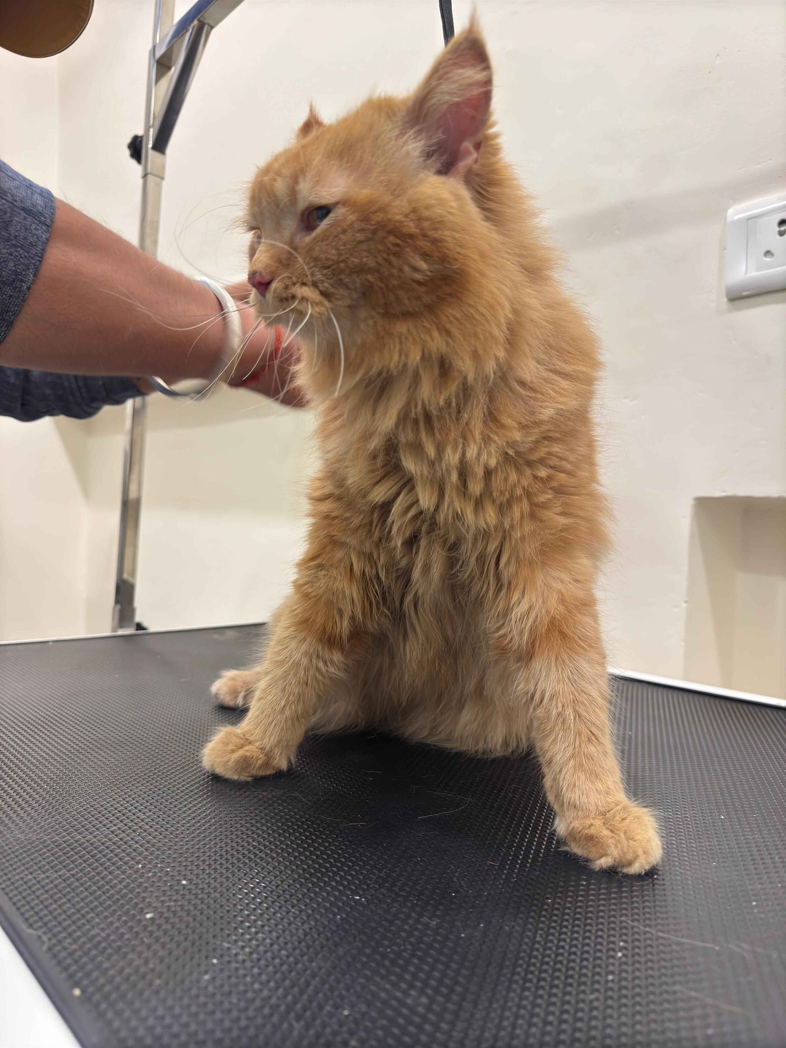 Persian cat being groomed