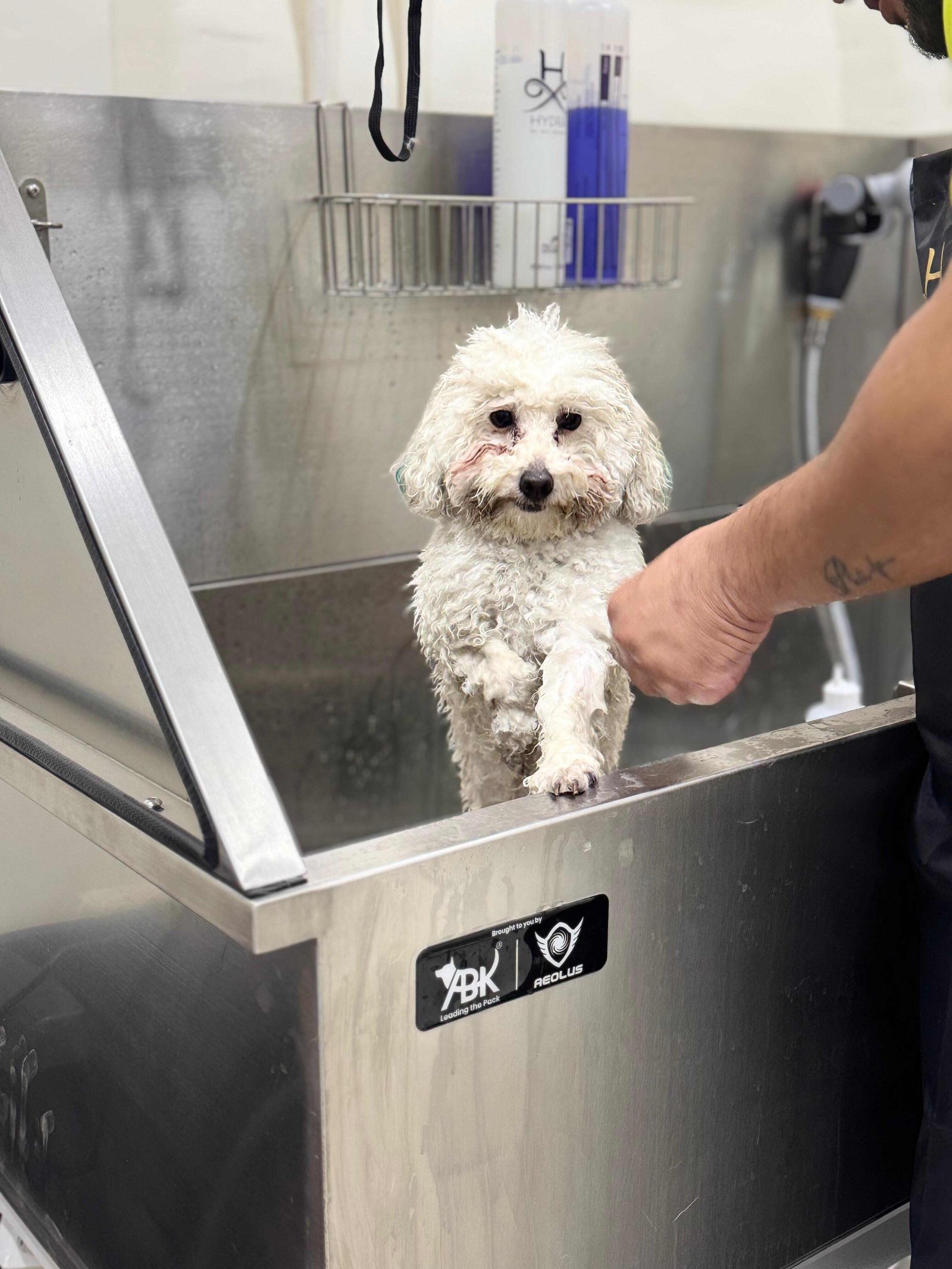 Poodle dog being groomed