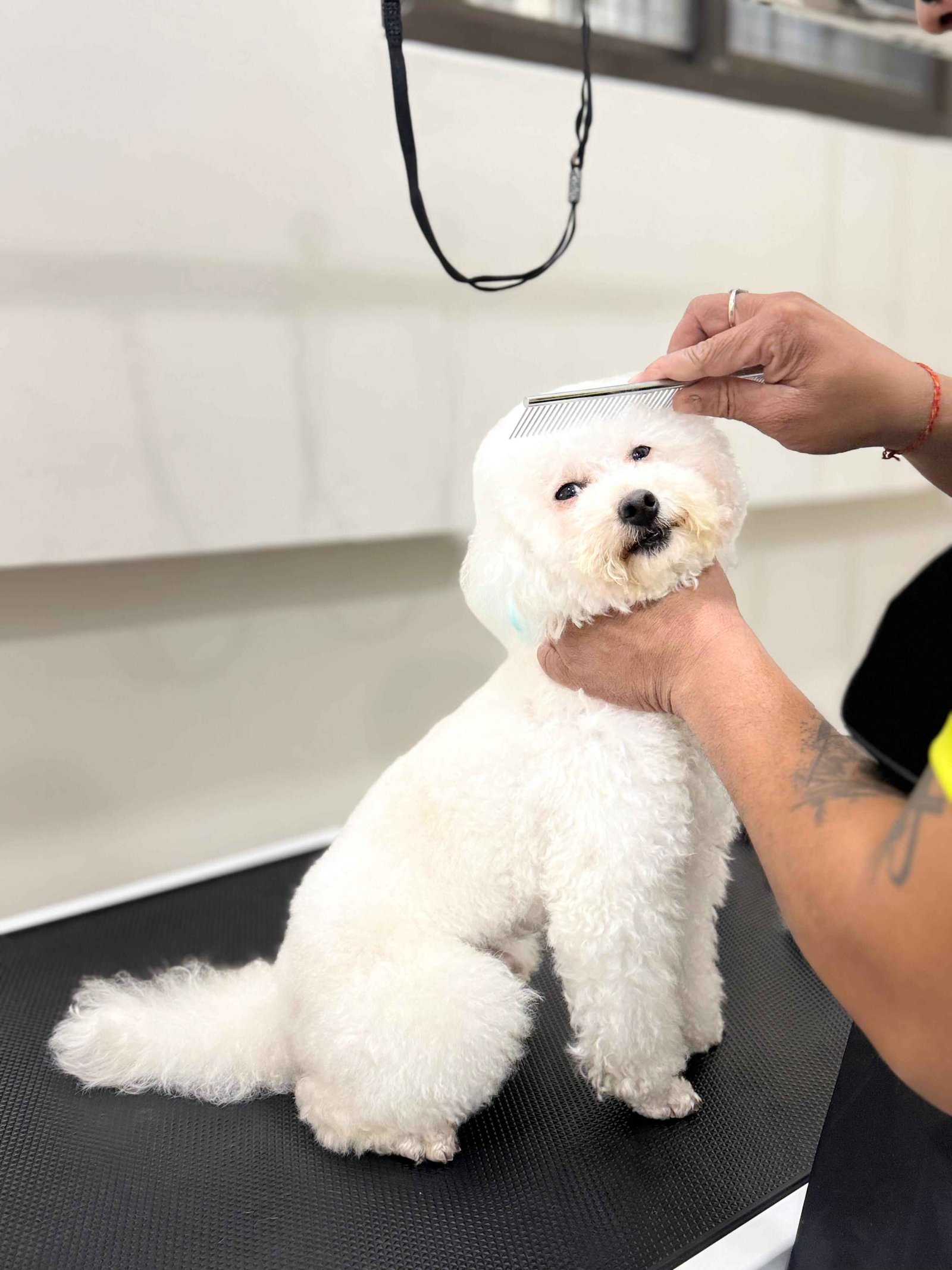 Poodle dog being groomed