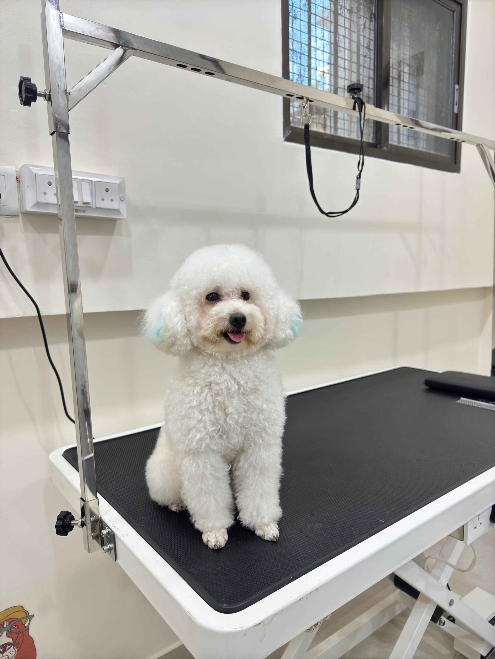 Poodle dog being groomed